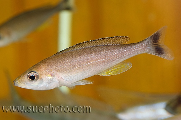 Cyprichromis sp. 'leptosoma jumbo' Kamakonde